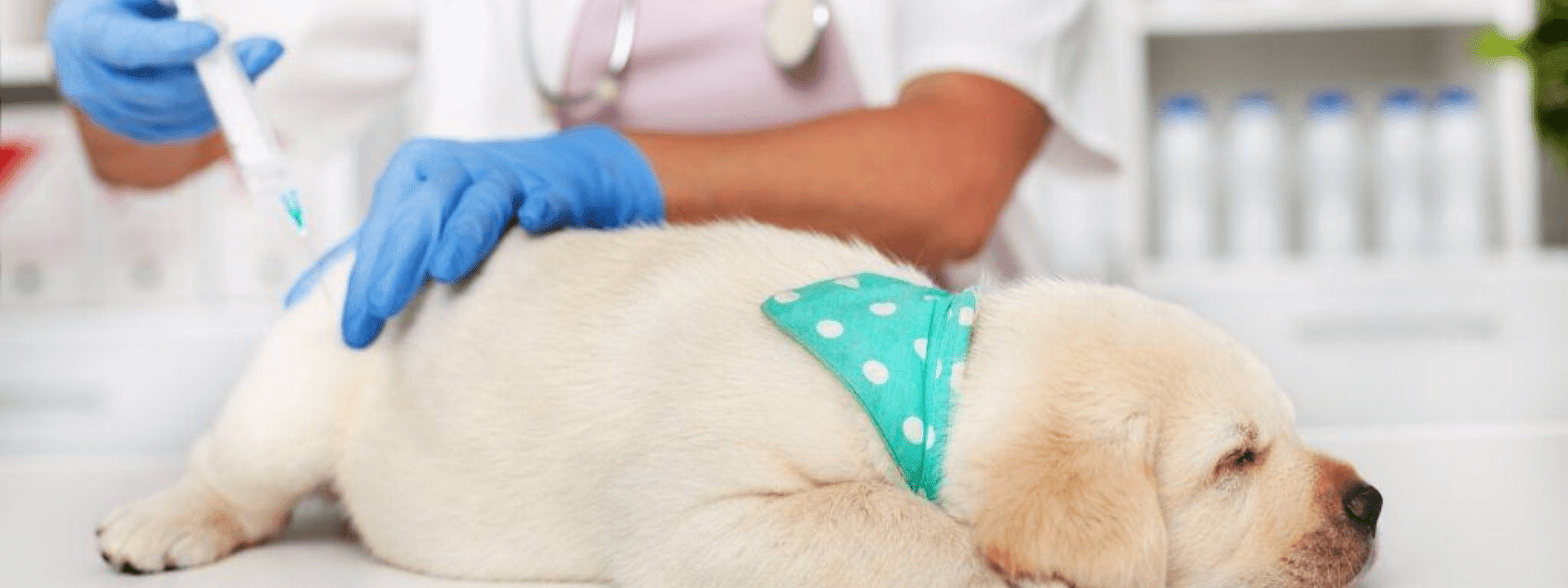 Puppy Vaccination FAQs and The Answers You Need to Know