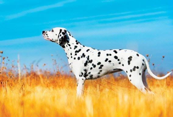 Dalmatian Dog Breed Info